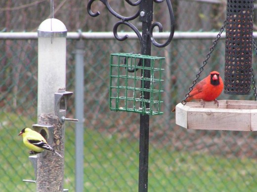 Northern Cardinal and American Goldfinch