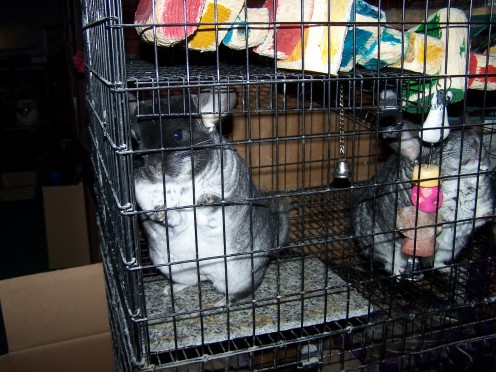 The established and bonded chinchillas: Figgie, on the left, and Mistletoe. Note the large wooden blocks above them. Parrot chew toys make great, non-toxic toys for chinchillas.