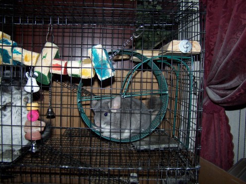 Belle, getting her workout on the wheel, while Figgie keeps an eye on the photographer.