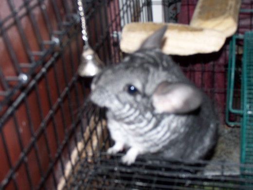 Mistletoe sticking her nose in a bell. Chinchillas are very inquisitive and will repeatedly investigate everything within their reach.