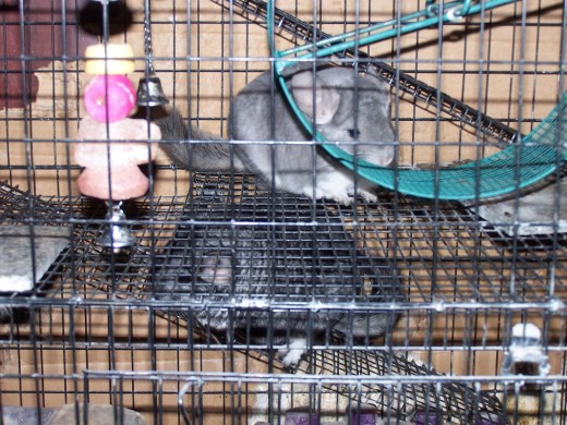 A multi-level cage works very well for chinchillas who love to run up and down the levels. They will run so fast that they will actually defy gravity and run on the sides of the cage! Wire cages work best .