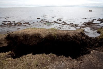In the eroded craters it is possible to see the thin layer of ice that is melting around six feet below the surface. The drips are soaked back up into the soil, causing it to become soft and spongy which allows the sea to slowly reclaim the land.