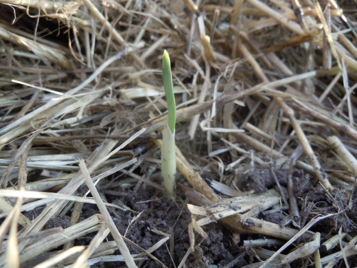 A garlic shoot has sprung. In the next two days, all the straw will be removed. Spring is here! The garlic is ready for harvest around July - August.