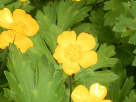 Creeping Buttercup