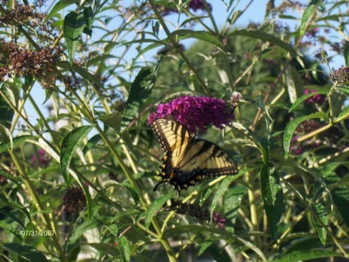 Here is a butterfly on the butterfly bush