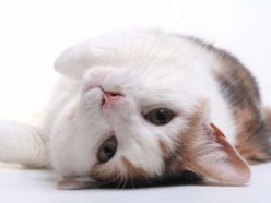 http://s1.hubimg.com/u/6353428_f248.jpg