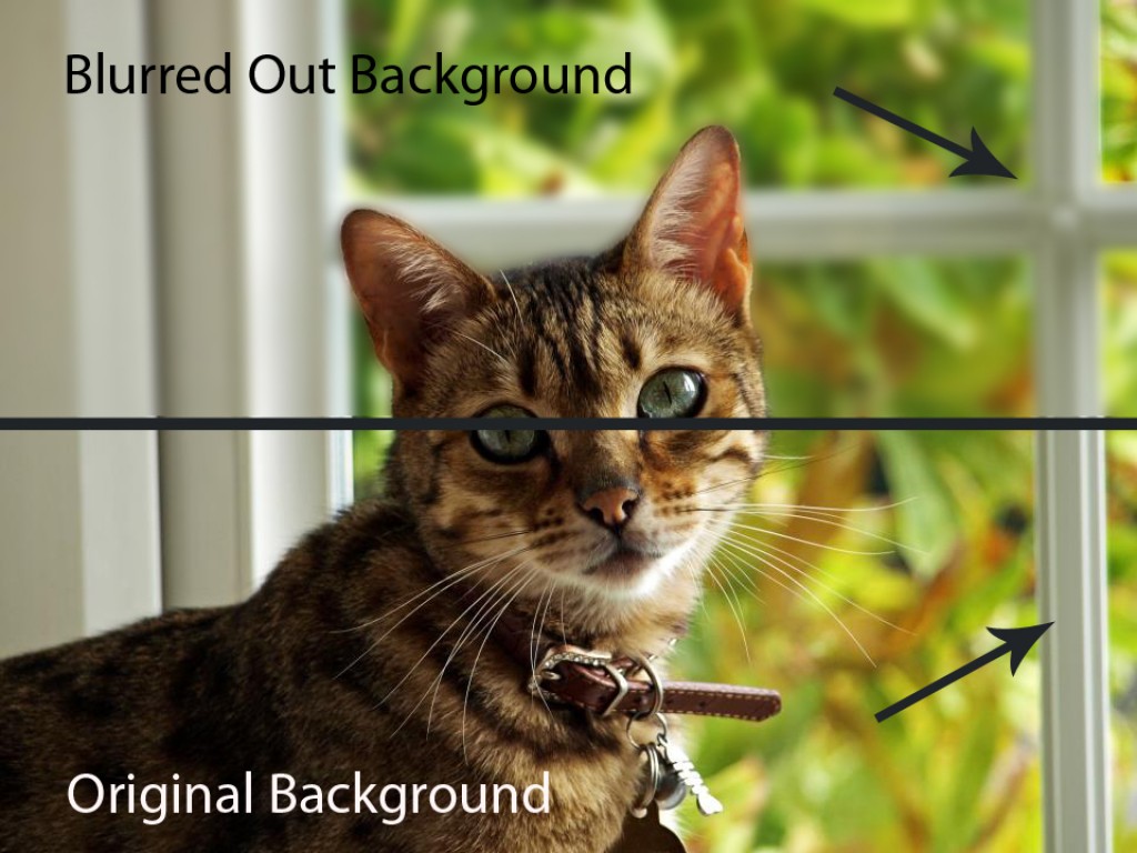 How to Blur Out a Background in In Depth Tutorial