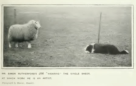 Border collie 1907