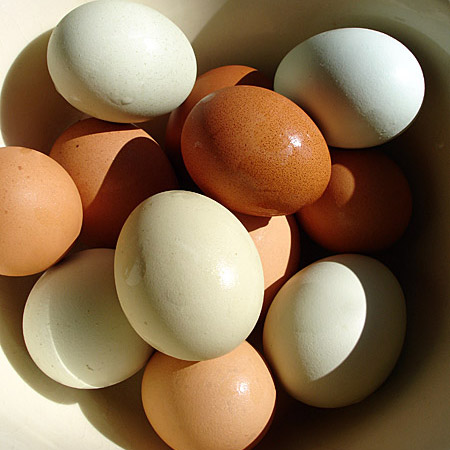 Eggs are a great source of Protein