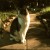 This kitty does not like surprises! This kitty does not like surprises!