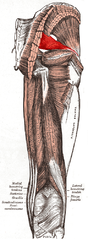 Piriformis muscle, which can become too tight as it crosses the sciatic nerve, which runs down the leg