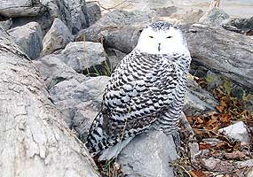 Snowy Owl