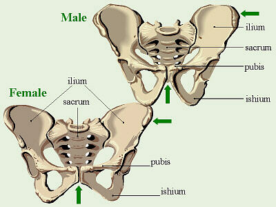 The PC muscle, which is strengthened with Kegels, fills the majority of the open space between the front and back of the pelvis.