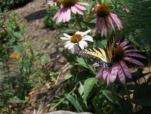 Butterfly on Coneflower