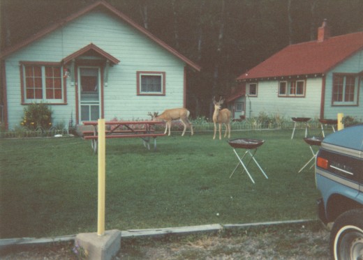 Deer by our cabins