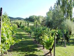 Most Croatian vineyards are much closer together, because the cost of property is sky high, especially along the Dalmatian Coast.  The grapes will begin growing in the warmest months of Summer, sun-sweetened, before harvesting in Autumn.