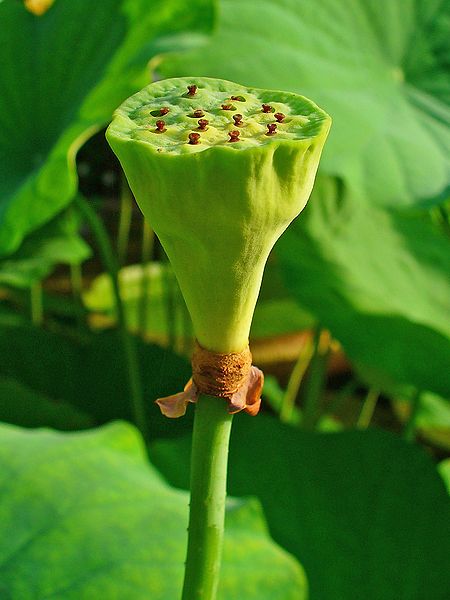 Indian Lotus, Sacred Lotus, seed head