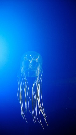 Box Jellyfish and the 5 Best Tips For Staying Safe on the Great Barrier Reef