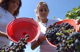 Men, women and children of all ages lend a helping hand.  When the grapes are ready, they need to be picked.