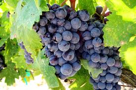 The black grape or Plavac Mali is very popular in making dark and delicious wine, neither bitter nor too sweet.