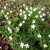 Wood Anemone's on the Daffodil Way Wood Anemone's on the Daffodil Way