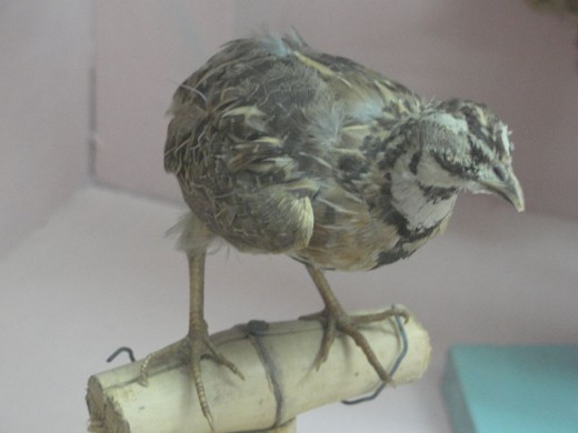 taxidermy (not necessarilt freeze-dry) bird