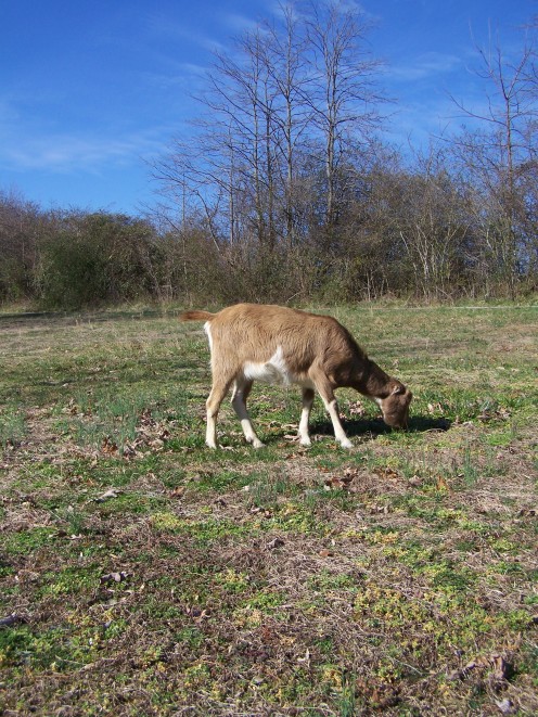 Shiane, Our Pregnant Lamancha Dairy Goat.
