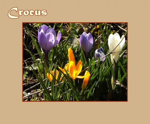 Purple, yellow and white crocuses - Early Flowers of Spring, photo by Rosie2010