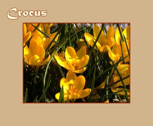 Yellow Crocus - Early Flowers of Spring, photo by Rosie2010