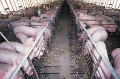 Factory farmed pigs 