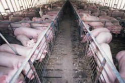 Factory VS Free Range Farming