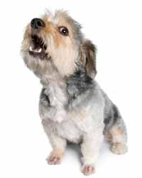 As your dog barks, and barks, AND barks, it's going to become annoying to neighbors. All of the barking may signal a deeper problem, healthwise or emotionally, that needs to be addressed for your canine. Barks mean something!