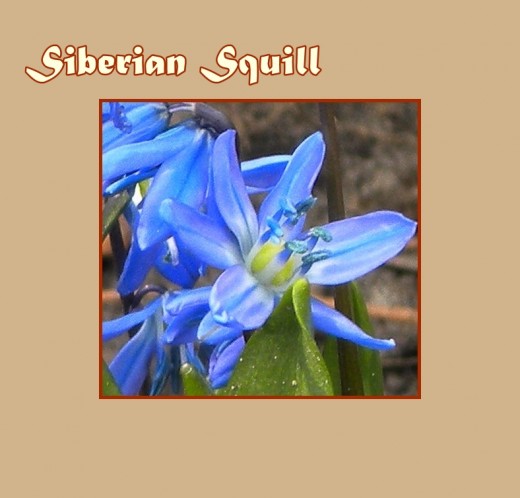 Siberian Squill (Scilla siberica "Spring Beauty") - Early Flowers of Spring, photo by Rosie2010