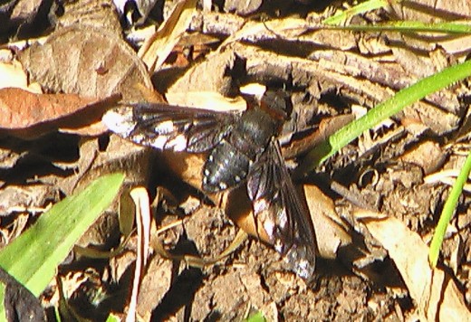 A large black and white fly.