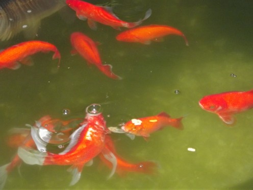 Goldfish in good spirits