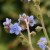 Flowering plants are essential to a healthy ecosystem. Flowering plants are essential to a healthy ecosystem.