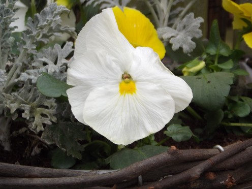 A white variety pansies 