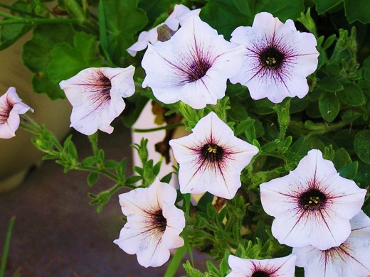 Beautiful lilac colored Petunia with darker purple veining.