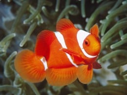https://usercontent1.hubstatic.com/6376044_f260.jpg