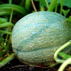 Growing Tips for Cantaloupe or Muskmelon