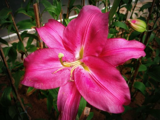 Dark Pink Lily