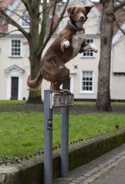 Ozzy standing on a street sign
