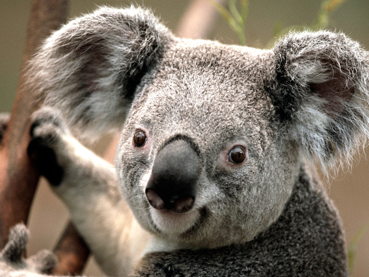 The Koala, is one of God's special creations that we get to enjoy because of Jesus' wonderful sacrifice.