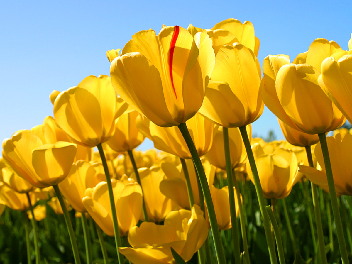Springtime is a joyous time for us to be thankful for the beautiful flowers we see such as tulips. How appreciative we should be for Jesus' outstanding sacrifice.  