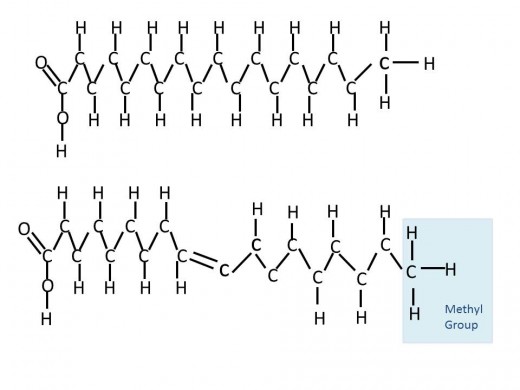 Top- Stearic Acid, an 18 carbon saturated fatty acid.   Bottom- Oleic Acid, an 18 carbon (mono)unsaturated fatty acid. This is also referred to as an Omega-9 fat because the ninth carbon from the end has a double bond. The end is the Methyl Group. 
