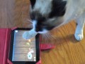 iPads for Cats, Apps for Apes and Dolphins - What's Next!