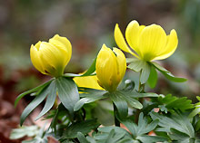 This flower is known as "ozimnica".  Its name refers to its appearance signaling the end of Winter which is Zima in Croatian.