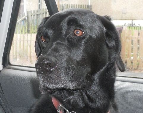 Labrador Retriever - perhaps contemplating an expensive visit to the vets!