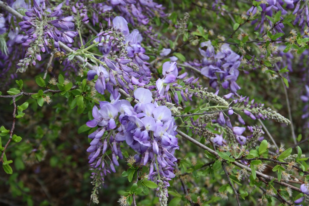 Wisteria Springtime Flowers in North Carolina Pictures Slide Show