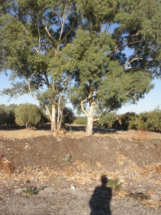 For those of us fortunate to live in the land we now call Australia, the wisdom of the original custodians has not been completely destroyed, although in places the knowledge of landcare is hanging on by a threat...